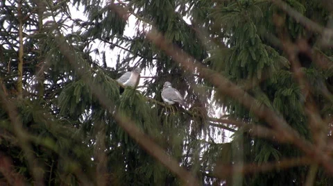 Dove couple Stock Footage 7024886