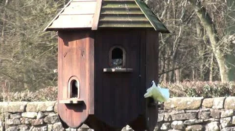 DOVE IN DOVECOT Stock Footage 10901527