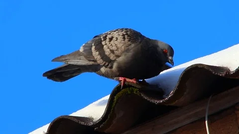Dove  to drink water in the winter Stock Footage 80369365