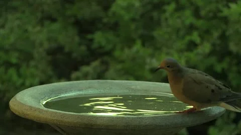 Dove drinking Stock Footage 12164988