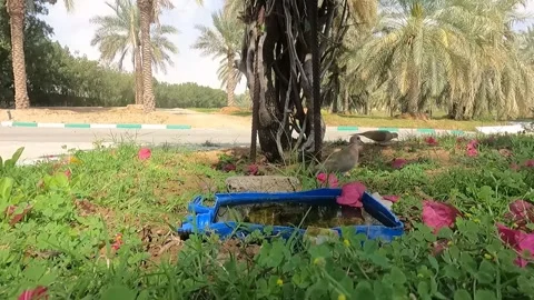 Dove drinking water Stock-Footage 243514221