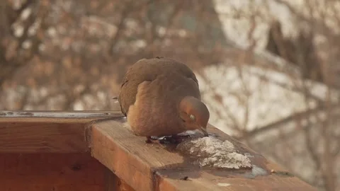 Dove Drinking Water From Melting Ice On Sunny Hand Rail in Spring Time. Stock Footage 243717451