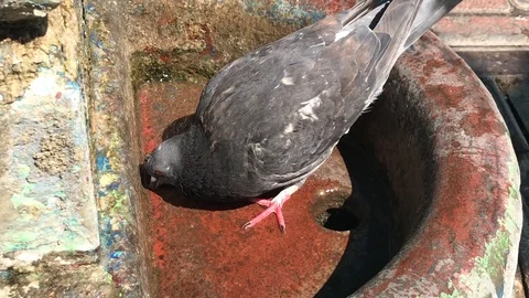 The dove drinks from the spring. 4k Video stock 119078697