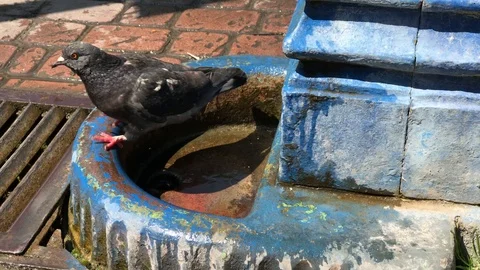 The dove drinks from the spring. 4k 動画素材 119078718