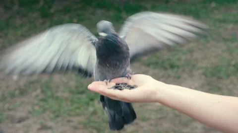 Dove eat seeds from a hand, flapping its wings. Feeding of pigeon. Stock Footage 67443583