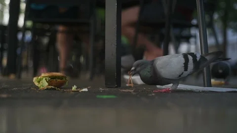 Dove eating bread at city square in city park cafe pecks pigeon Stock Footage 116689002