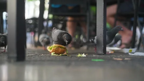 Dove eating bread at city square in city park cafe pecks pigeon Stock Footage 116689119