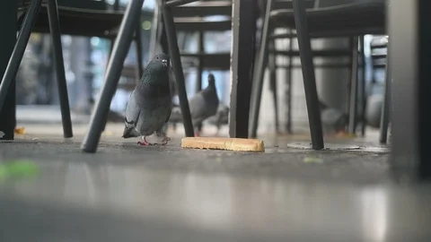 Dove eating bread at city square in city park cafe pecks pigeon Stock-Footage 116689140