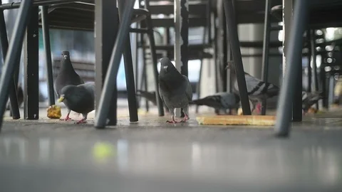 Dove eating bread at city square in city park cafe pecks pigeon Видео 116689192