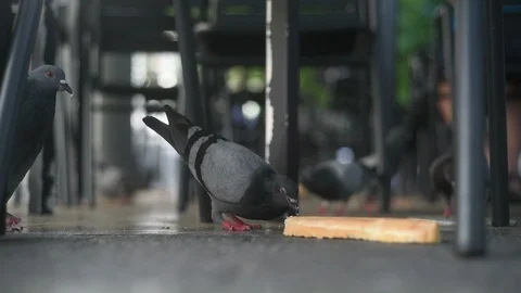 Dove eating bread at city square in city park cafe pecks pigeon Stock Footage 116689210