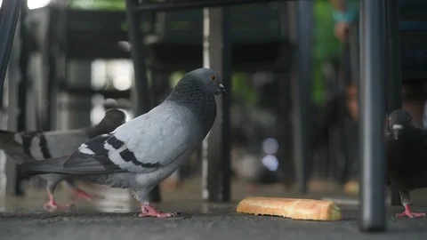 Dove eating bread at city square in city park cafe pecks pigeon Stock Footage 116689227