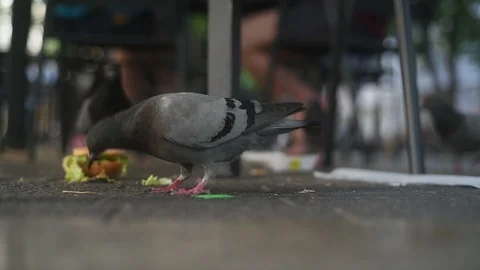 Dove eating bread at city square in city park cafe pecks pigeon 스톡 동영상 116689336