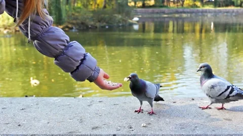Dove Eats From Hand Stock Footage 8973678