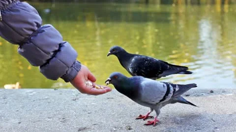 Dove Eats From Hand Stock Footage 8973679
