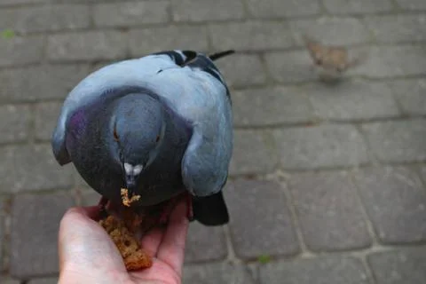 Dove eats from the hand Stock Photos