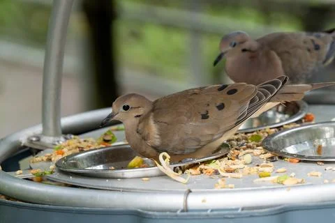 Dove eats from metal tray at feeder Stock Photos