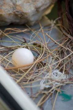 Dove egg in Window Stock Photos