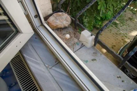 Dove egg in Window Stock Photos