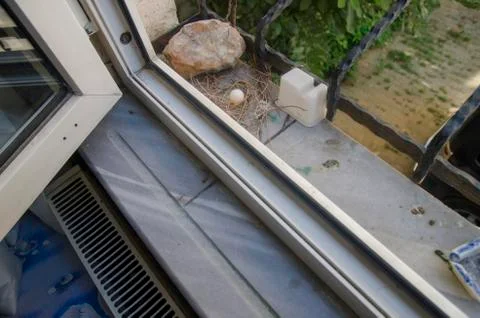 Dove egg in Window Stock Photos