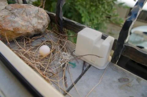 Dove egg in Window Stock Photos