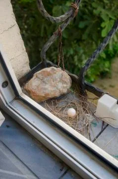 Dove egg in Window Stock Photos