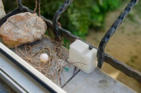 Dove egg in Window Foto stock