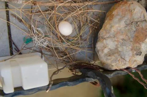 Dove egg in Window Stock Photos