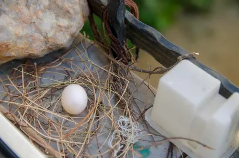 Dove egg in Window Stock Photos