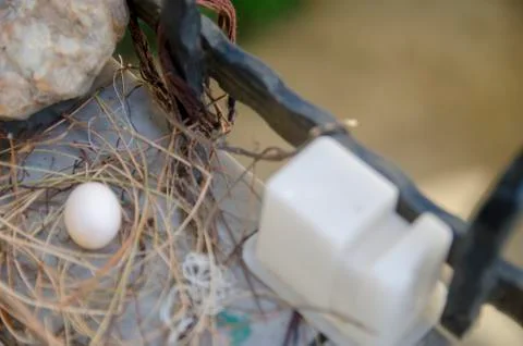 Dove egg in Window Stockfoto's