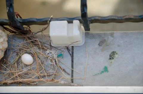 Dove egg in Window Stock Photos