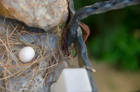 Dove egg in Window Stock Photos
