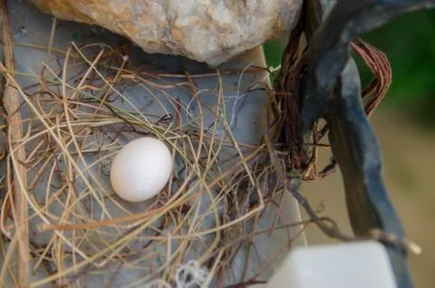Dove egg in Window Stock Photos