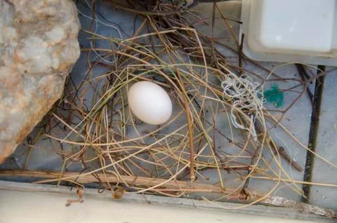 Dove egg in Window Stock Photos
