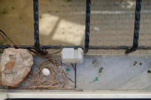 Dove egg in Window Stock Photos