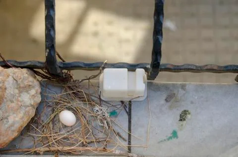 Dove egg in Window Stock Photos