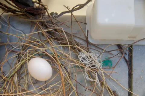 Dove egg in Window Stock Photos