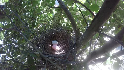 Dove eggs in Scrubjay nest with one egg candled by sun Video stock 78249222