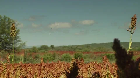 Dove falling in field after being shot by hunter Stock Footage 54591875