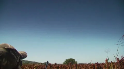 Dove falling in field after being shot by hunter Stock Footage 54591878