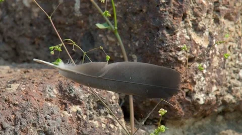 A dove feather caught in a small plant Video stock 62298009