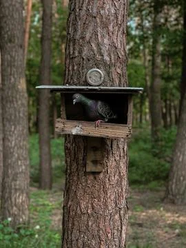 DOVE IN THE FEEDER Stock Photos