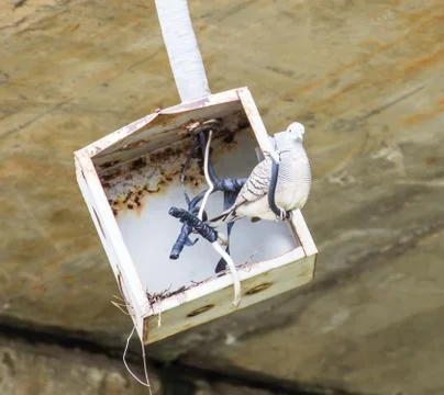 Dove in the fire box. Stock Photos
