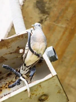 Dove in the fire box. Foto stock
