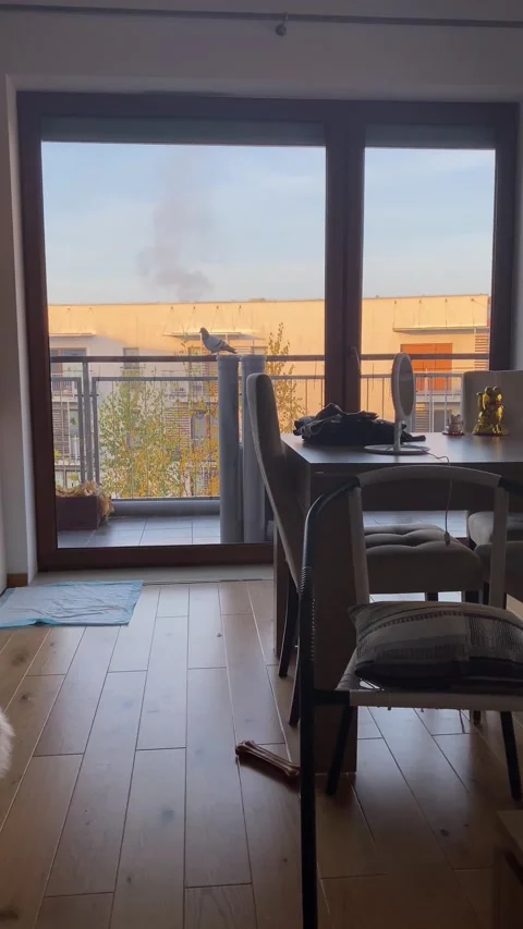 The dove flew to the balcony Stock Footage 224746721