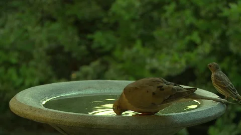 Dove flies to birdbath Stock Footage 49700623