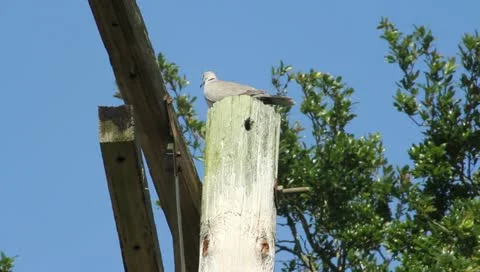 Dove flies from power pole Video stock 11434425