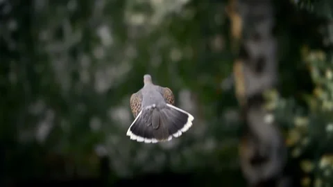 Dove flies wings in flight Stock-Footage 103862691