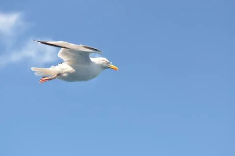 Dove in fligh Stock Photos