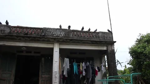 Dove in flight Stock Footage 49698944