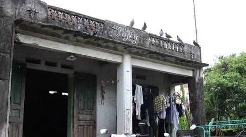 Dove in flight Stock Footage 49698945